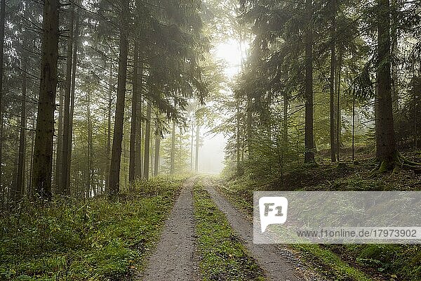 Waldweg mit Dunst am Morgen  Odenwald  Hessen  Deutschland  Europa