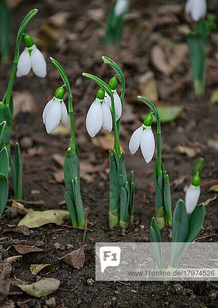 Weiß und Schneeglöckchen Blume in natürlichen Hintergrund  Vorfrühling  selektiver Fokus