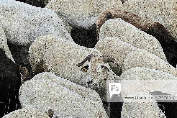 Weißes Schaf in Herde blickt nach oben
