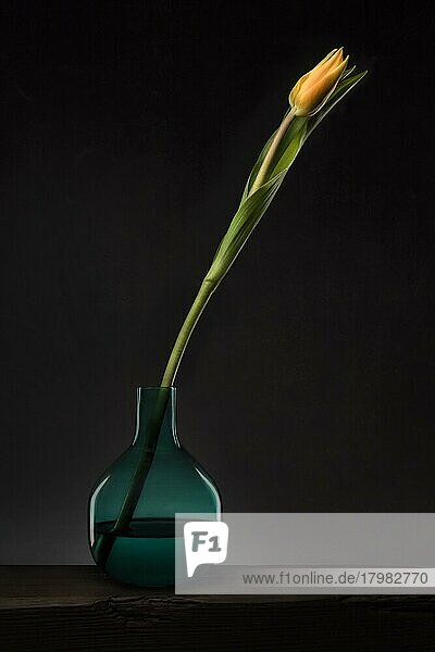 Stillleben mit einzelner Tulpe in Glasvase  Studioaufnahme  Symbolfoto