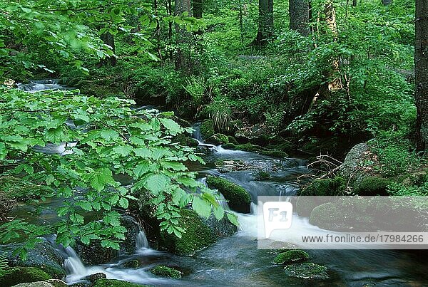 Forest stream in spring  Kleine Ohe  Bavarian Forest National Park  Bavaria  Germany  Europe
