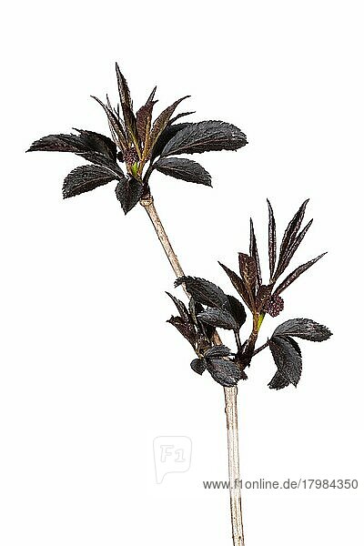Black elderberry Black Beauty (Sambucus nigra Black Beauty),  isolated,  white background