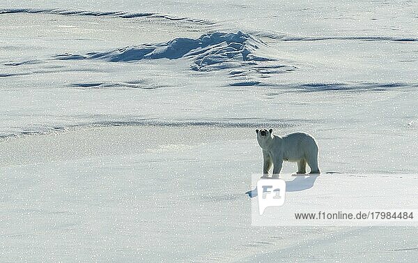 Polar bear (Ursus maritimus) in the high arctic near the North Pole