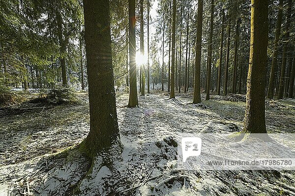 Coniferous forest with sun in winter  Waldbrunn  Baden-Württemberg  Germany  Europe