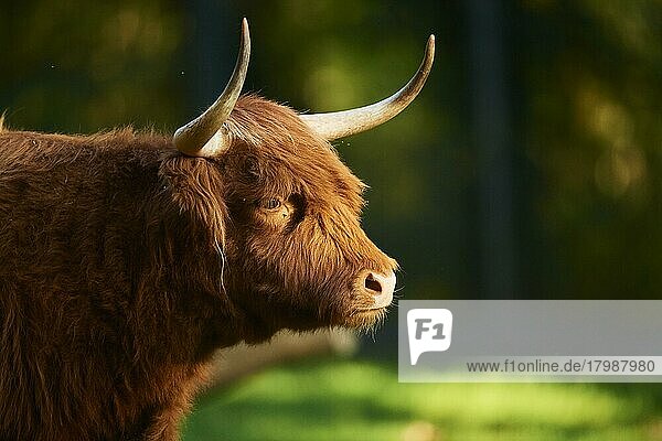 Highland cattle  portrait  Bavaria  Germany  Europe