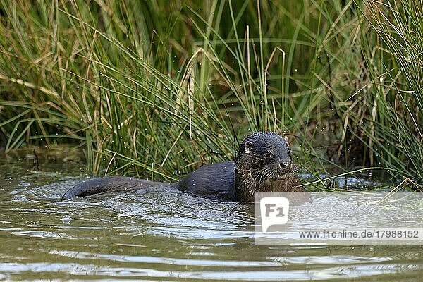 European otter (Lutra lutra)  juvenile on the bank at a pond  captive