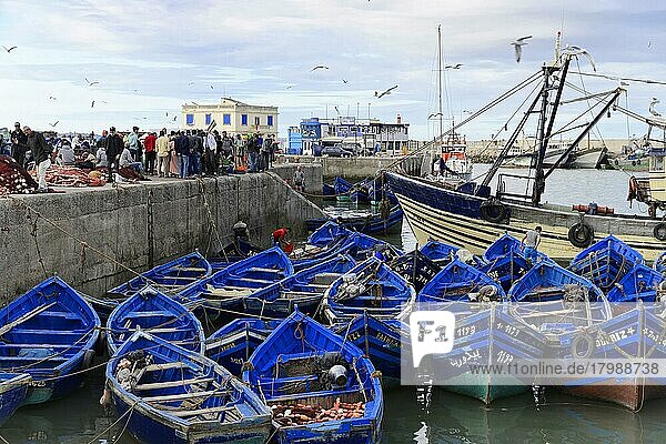 Typical blue fishing boats in the harbour of Essaouira  Morocco  Africa