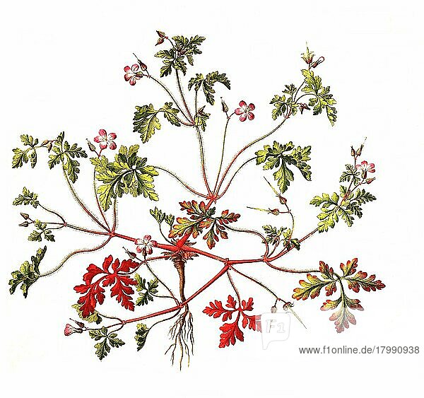 Ruprechtskraut  auch Stinkender Storchschnabel (Geranium robertianum) oder Stinkstorchschnabel  Heilpflanze  digital restaurierte Reproduktion einer Originalvorlage aus dem 19. Jahrhundert  genaues Originaldatum nicht bekannt