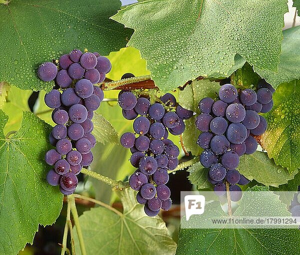 Blaue Weintrauben am Rebstock  Edle Weinrebe (Vitis vinifera)