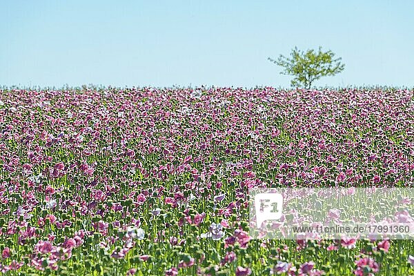 Opium poppy field  Grandenborn  Ringgau  Werra-Meissner district  Hesse  Germany  Europe