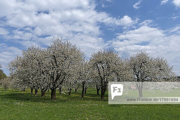 Blossoming wild cherry (Prunus avium)  Kalchreuth  Middle Franconia  Bavaria  Germany  Europe