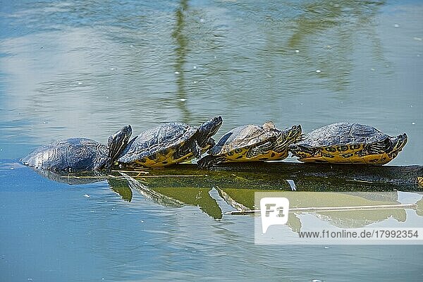 Vier Gelbwangen (Trachemys scripta scripta) Schmuckschildkröten sonnen sich auf einem dicken Ast im Wasser  Brandenburg  Deutschland  Europa