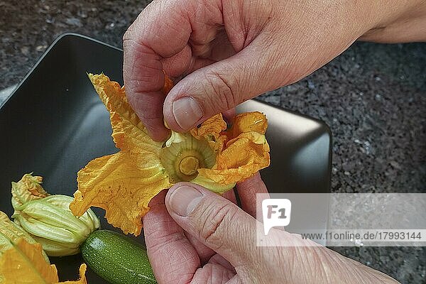 Süddeutsche Küche  Zubereitung gefüllte Zucchiniblüten  Stempel aus Zucchiniblüte entfernen  vegetarisch  gesunde Küche  kochen  Gemüse  Männerhände  Deutschland  Europa