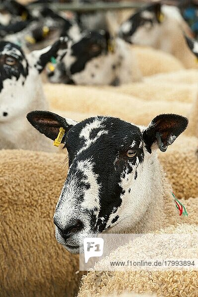 Schafzucht  Maultier-Jährlinge züchtende Mutterschafe in Buchten beim Verkauf  Thame Sheep Fair  Oxfordshire  England  August