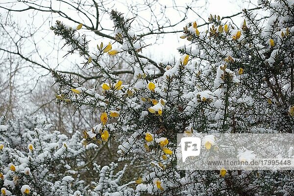 Gorse  Ullex europeaus  in Blüte  mit frisch gefallenem Schnee im Winter  Berkshire  England  Großbritannien  Europa