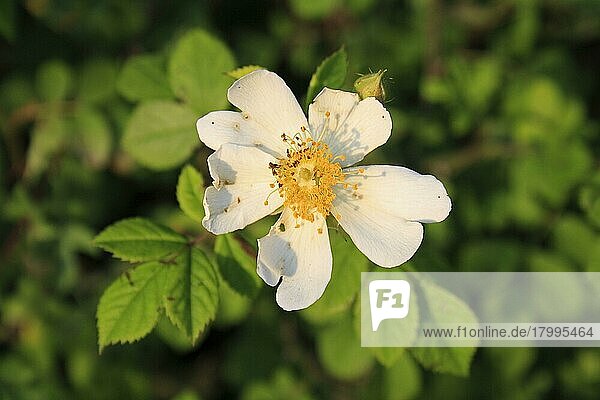 Feldrose (Rosa arvensis) Nahaufnahme der Blüte  in der Hecke wachsend  Bacton  Suffolk  England  Juni