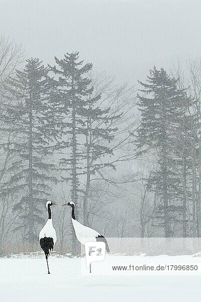 Japanese red-crowned crane (Grus japonensis)  adult pair  standing in snow during snowfall  Hokkaido  Japan  Asia
