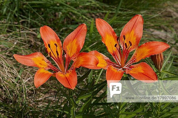 Orangefarbene Lilie (Lilium bulbiferum) Nahaufnahme von zwei Blüten  die auf einer Alpweide wachsen  Italienische Alpen  Italien  Juli  Europa