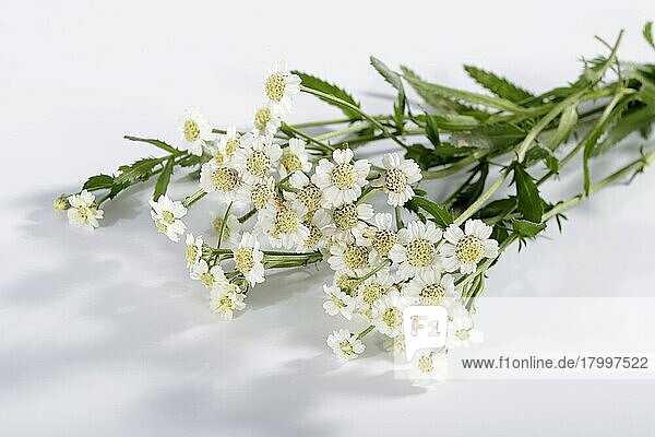 Englische Muskatblüte (Achillea decolorans) (Achillea ageratum)  Süße Nancy  Süße Schafgarbe