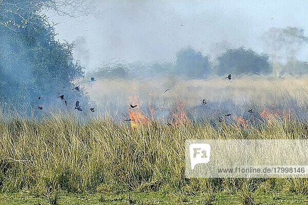 Gemischter Vogelschwarm  der sich von Insekten ernährt  im Flug über brennendes Grasland bei kontrollierter Verbrennung  Kaziranga N. P. Assam  Indien  Januar  Asien