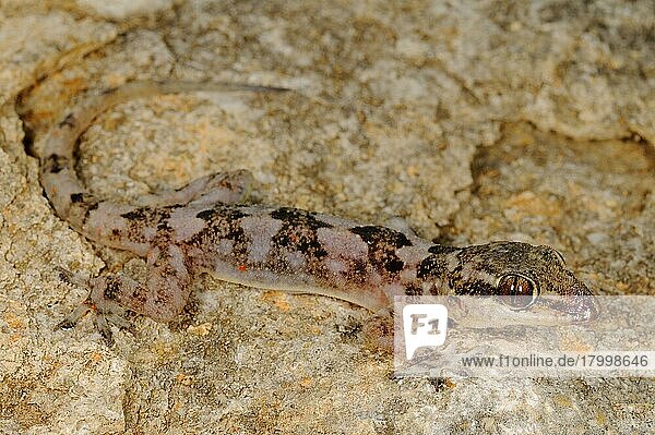 Grcko Delta gecko - Agentur imageBROKER, 816 Bilder bei Bildagentur F1online