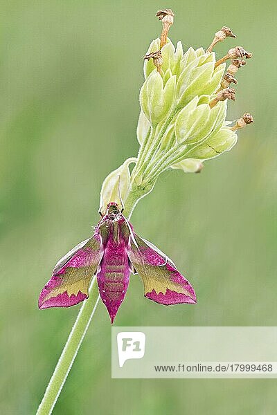 Kleiner Elefantenhabicht (Deilephila porcellus) adult  ruhend auf dem Blütenkopf von Cowslip (Primula veris)  Warwickshire  England  Mai