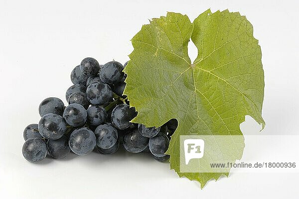 Bunch of Grapes Muscat Blau (Vitis vinifera)  Weintrauben Muscat Blau  innen  Studio