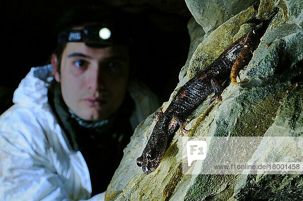 Italienischer Höhlensalamander (Speleomantes italicus) erwachsen  beobachtet von Höhlenforscher in Höhle  Italien  Januar  Europa