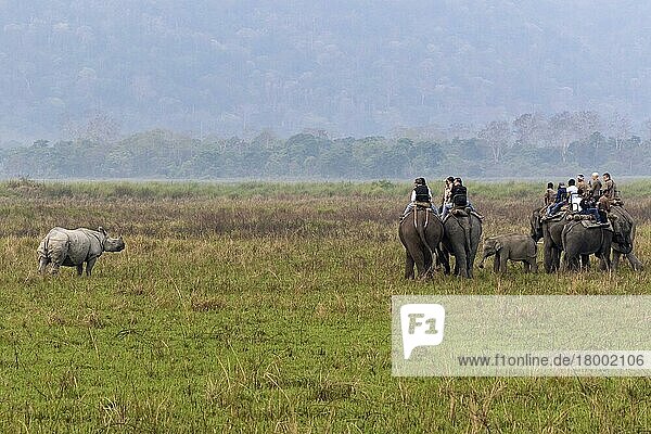 Touristen auf asiatischen Elefanten  die erwachsene indische Nashörner (Rhinoceros unicornis) beobachten  Kaziranga-Nationalpark  Assam  Indien  Asien