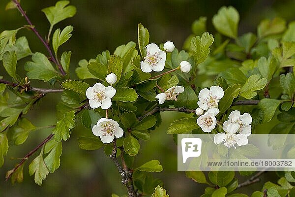 Nahaufnahme von Blüten des Mittelländischen Weißdorns (Crataegus laevigata)  der in alten Wäldern wächst  Italien  April  Europa