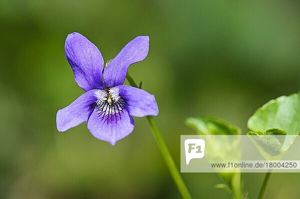 Hundsveilchen (Viola riviniana) Nahaufnahme der Blüte  wächst im Wald  in der Nähe von Hale  Cumbria  England  April