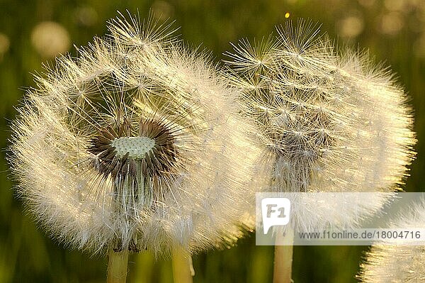 Löwenzahn (Taraxacum officinale)  Fruchtstand  Pusteblume