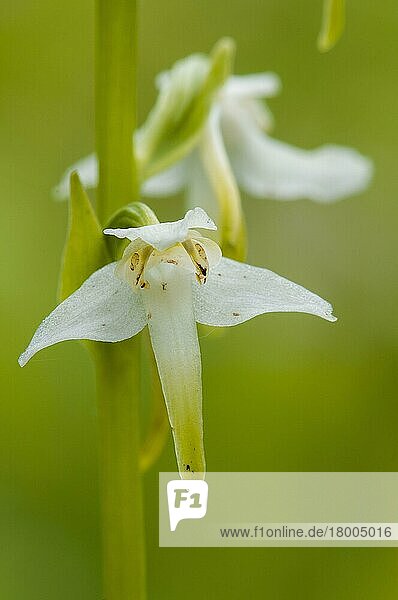 Greater Butterfly Orchid (Platanthera chlorantha) Nahaufnahme der Blüte  wächst auf Kreidegrasland  North Downs  Kent  England  Juni