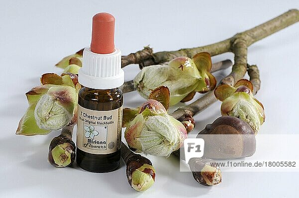 Bachblütentropfen  Rosskastanie (Aesculus hippocastanum)  Bachblüten  Bach-Blüten-Therapie  Alternativmedizin