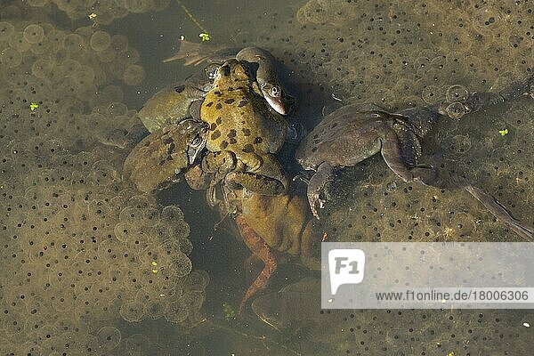 Gewöhnlicher Frosch (Rana temporaria)  erwachsene Männchen  Gruppe versucht  sich mit einem Weibchen zu paaren  in Paarungskugel  laicht im Gartenteich  Yorkshire  England  März