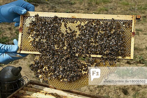 Arbeitsbienen  die Drohnen- und Honig-/Nektarzellen im Brutrahmenteil des Bienenstocks pflegen. Der untere Teil des Rahmens besteht aus natürlichen  von den Arbeiterinnen hergestellten Opferzellen  die vom Imker entfernt werden. Beachten Sie den Rauch