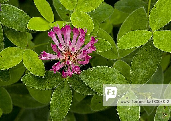 Zickzack-Klee (Trifolium medium) Nahaufnahme von Blütenkopf und Blättern  auf der Weide  Dorset  England  August