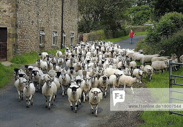 Hausschafe  Mutterschafe und Lämmer  Herde  die auf öffentlichen Straßen transportiert wird  Bleasdale  Preston  Lancashire  England  Großbritannien  Europa