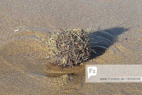 Tangle Ball  ein natürlich geformter Trümmerball am Strand  Gower Peninsula  West Glamorgan  Südwales  März