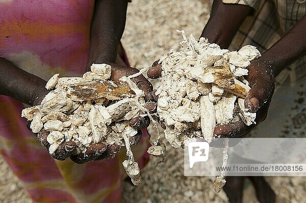 Maniok (Manihot sp.) Frauen mit getrockneter Maniok  Hauptnahrungsmittel für viele Afrikaner in ländlichen Gebieten  Kenia  Juni  Afrika