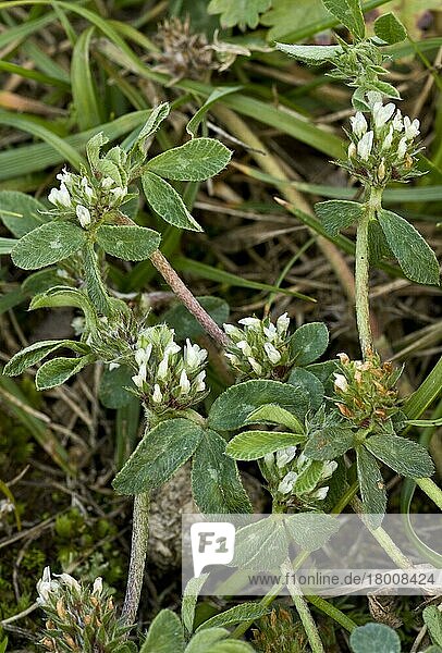Blühender Rauher Klee (Trifolium scabrum)  wächst in kurzem Küstentorf  Beerenkopf N. N. R. Torbay  Devon  England  Juli