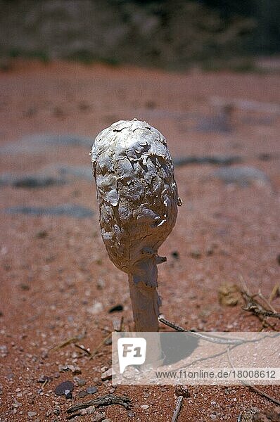 (Podaxis pistillaris) ist ein sehr ausgeprägter Verwandter der in der Wüste gefundenen Puffbälle  hier fotografiert in Wadi Rum  Jordanien  Asien