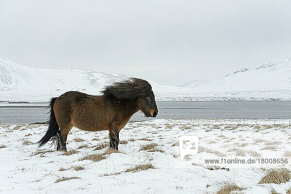 Horse  Icelandic Pony  adult  standing on snow  Snaefellsnes  Vesturland  Iceland  Europe