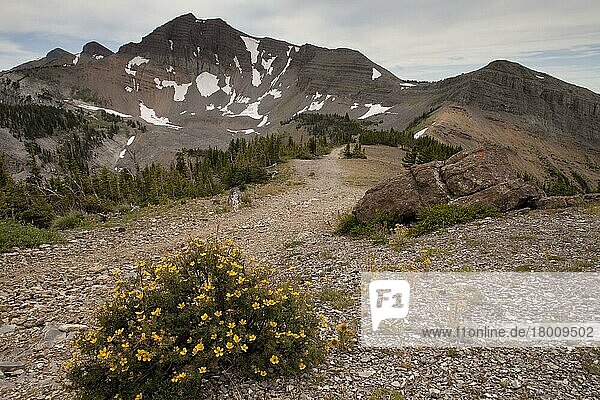 Shrubby Cinquefoil (Potentilla fruticosa) flowering  growing on high scree in mountain habitat  Grand Teton N. P. Wyoming (U.) S. A