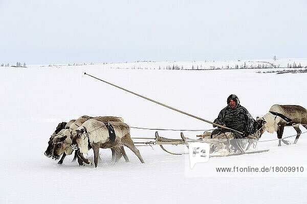 Sergueï Chorolya  Nenzen-Hirte  der einen Zug von Rentieren (Rangifer tarandus) auf seiner Frühjahrswanderung in der Tundra anführt  Distrikt Yar-Sale  Jamal  Nordwest-Sibirien  Russland  Europa
