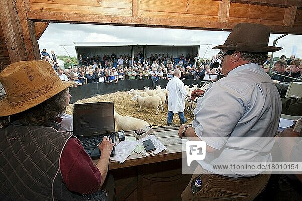 Schafzucht  Auktionator  der Zuchtschafe im Auktionsring zum Verkauf anbietet  Thame Sheep Fair  Oxfordshire  England  August