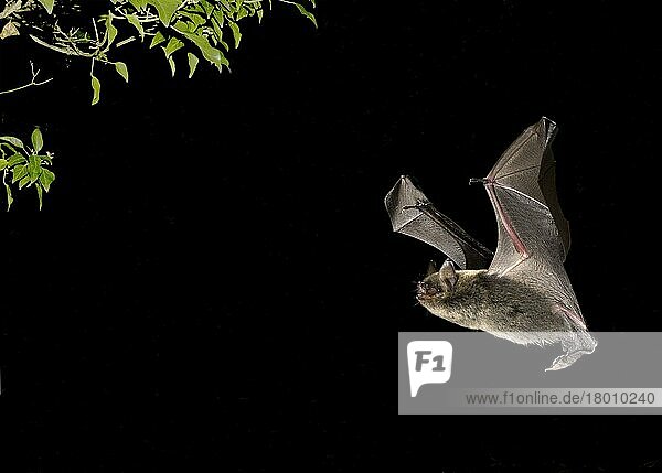 Brandts Fledermaus (Myotis brandtii)  erwachsen  nachts auf dem Flug in Richtung Efeu  Sussex  England  Oktober