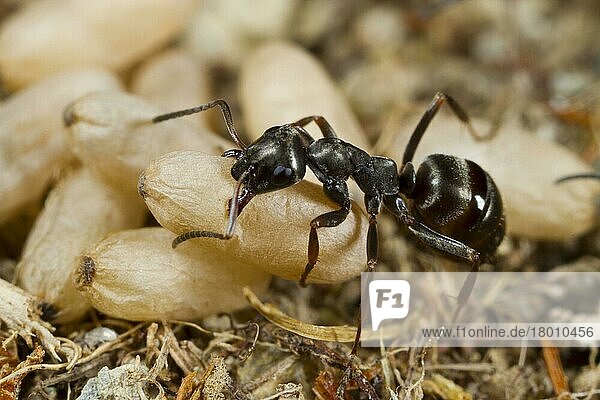 Andere Tiere  Insekten  Tiere  Ameisen  Wood Ant (Formica lemani) adult worker  carrying cocooned pupae in nest  Powys  Wales  August