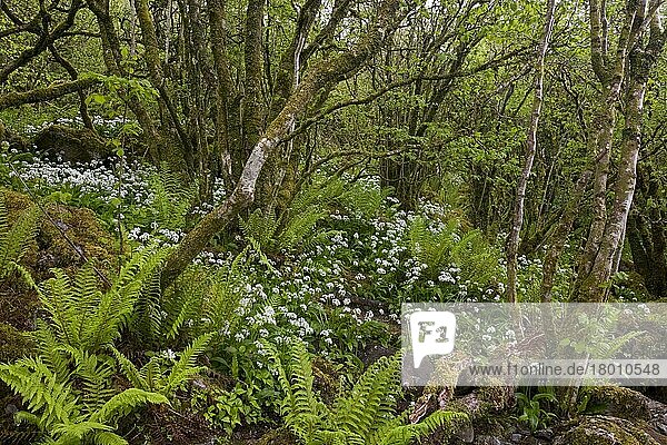Bärlauch (Allium ursinum) blüht  mit Farnen in altem Zwerggehölz  Slieve Carran Oratorium  The Burren  Grafschaft Clare  Irland  Frühling  Europa