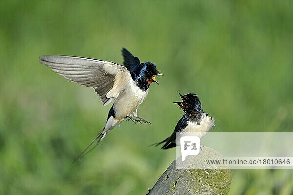 Barn swallows (Hirundo rustica)  pair  male flies to copula  swallow  swallows  Netherlands